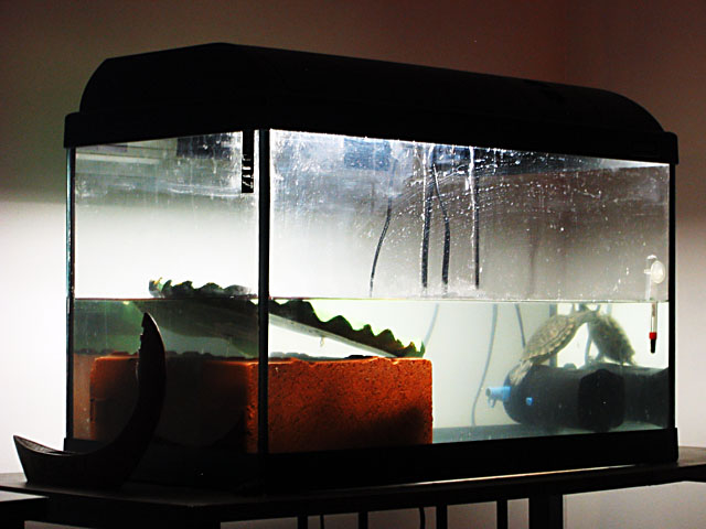 A fish tank in Matt's apartment.