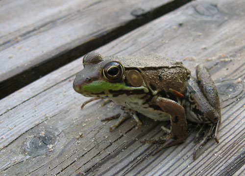 A frog at Dave's cottage.