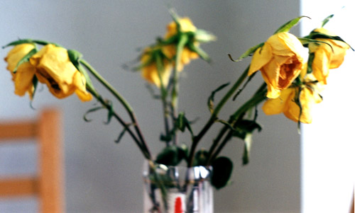 Yellow roses in the kitchen of my apartment in UW place.