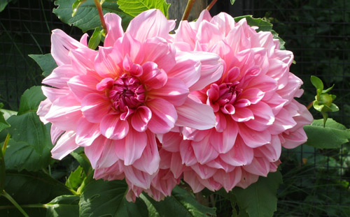 Two pink flowers in the Metro Toronto Zoo.