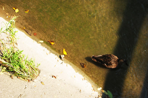 Ducks near Shima's house in Waterloo.