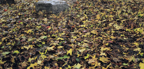 The leaves outside Liz's house.