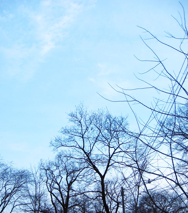 The trees on my street.