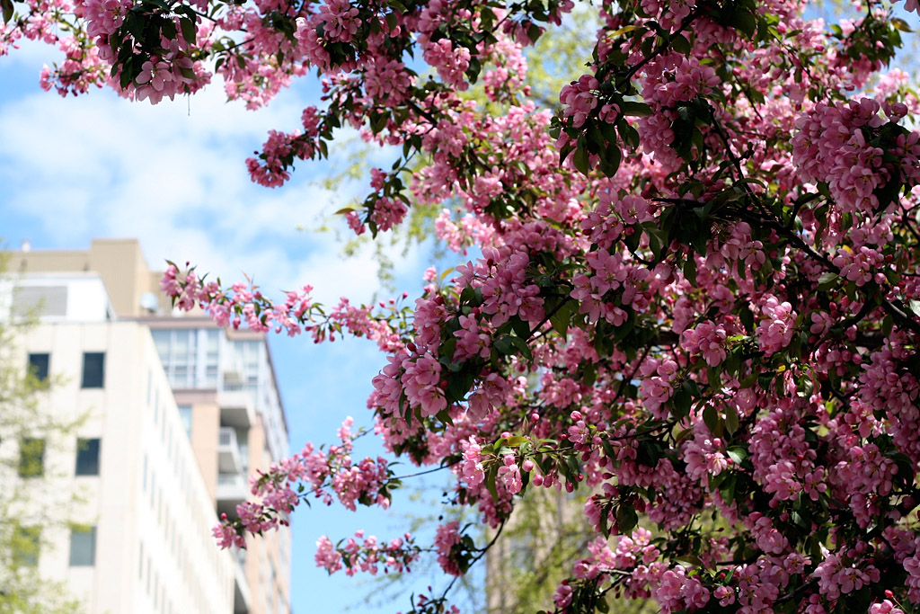 A pretty tree in  Yorkville.