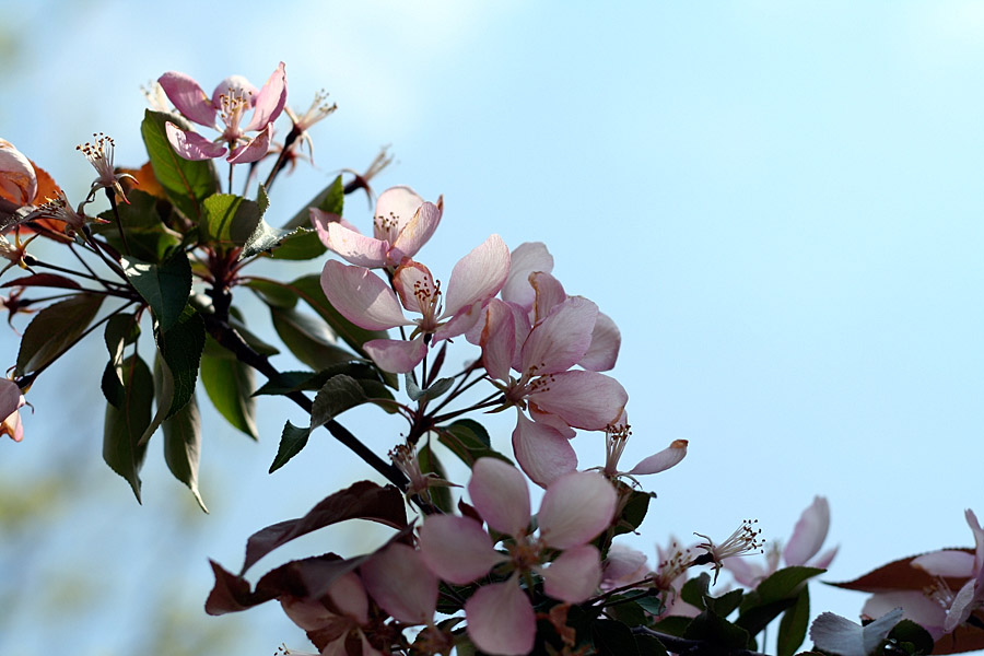 Some pretty pink flowers.