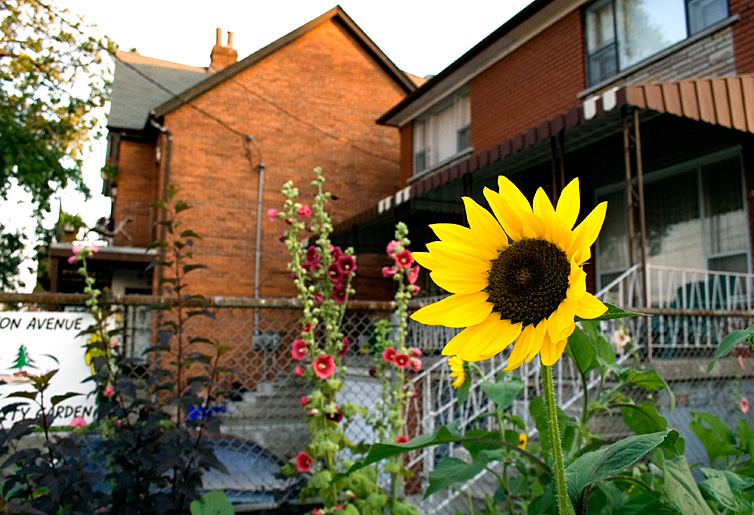 A sunflower in front of Lansdowne station.